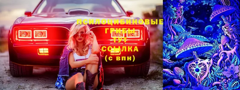 Галлюциногенные грибы Psilocybe  OMG онион  Владивосток  закладки 